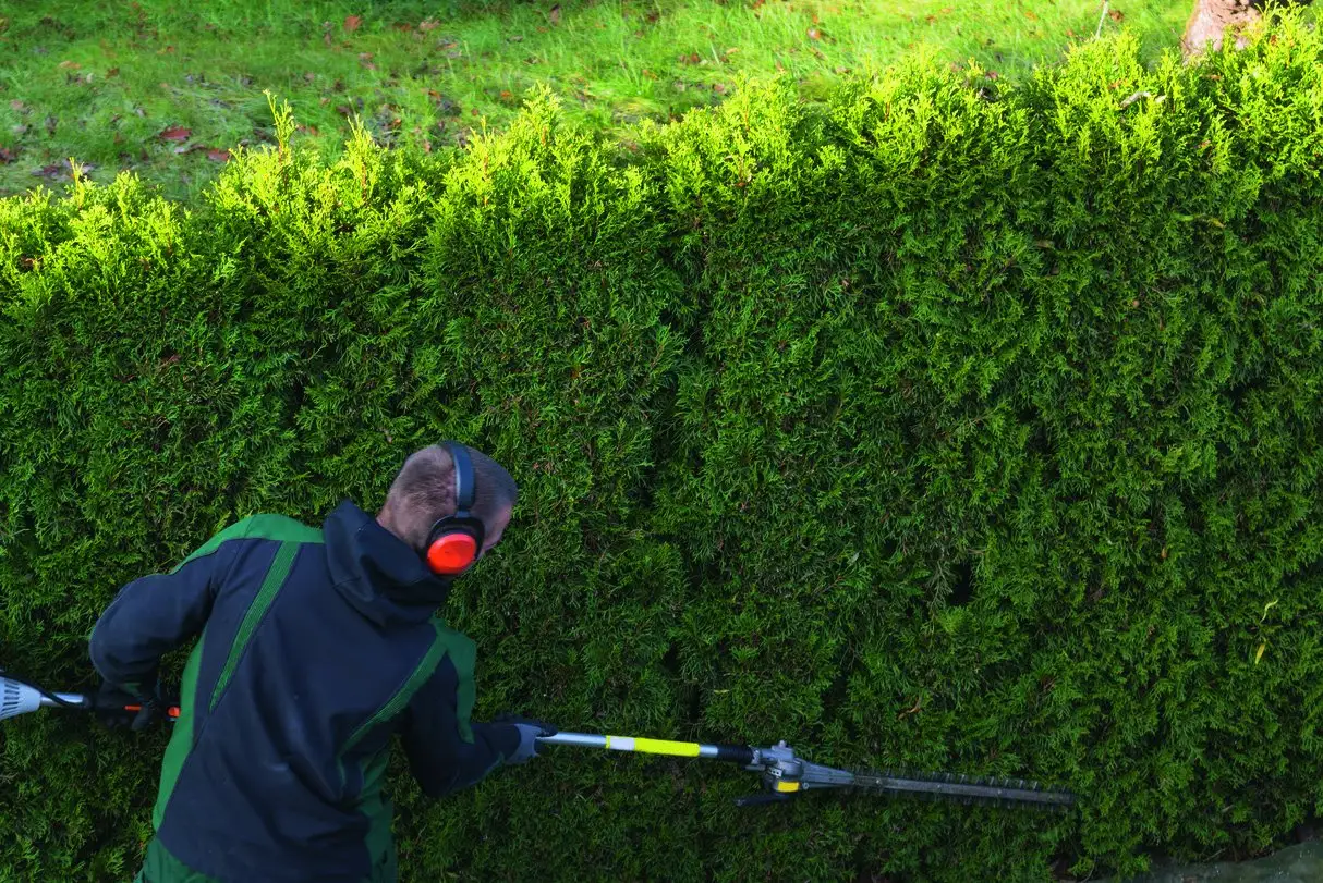 Formschnitt einer Hecke